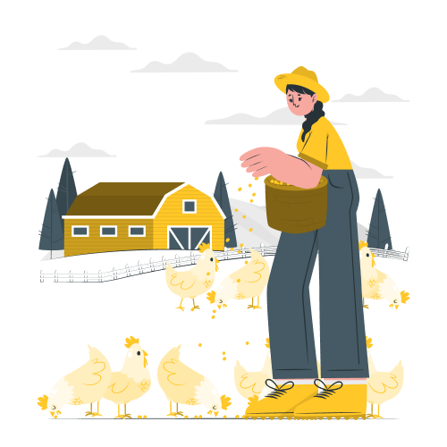 Farmer feeding chickens